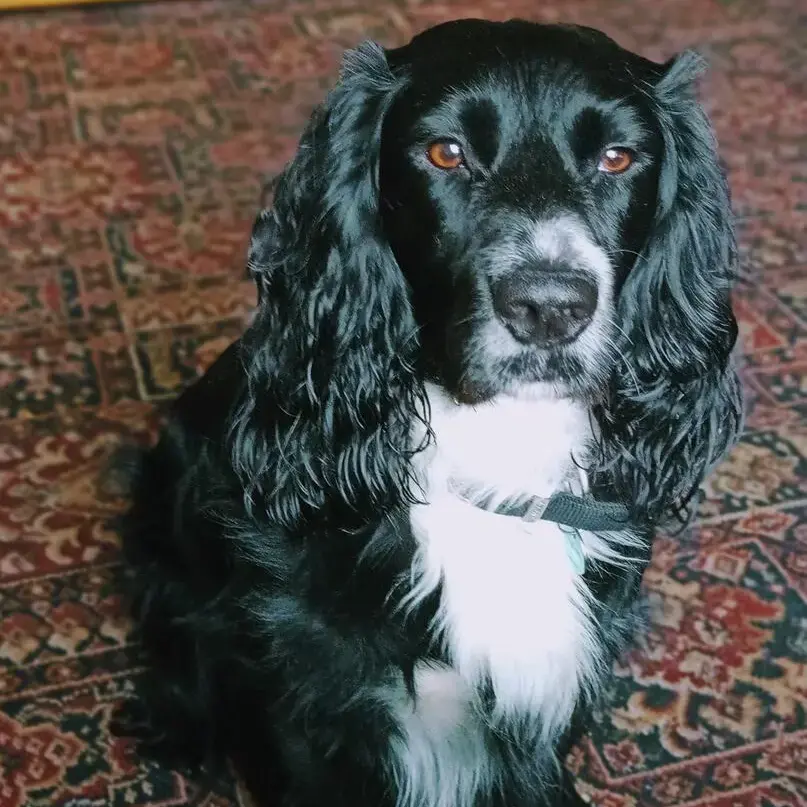 Cocker Spaniel (English)