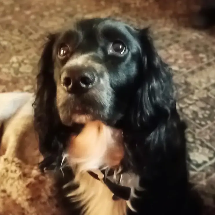 Cocker Spaniel (English)