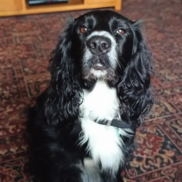 Cocker Spaniel (English)
