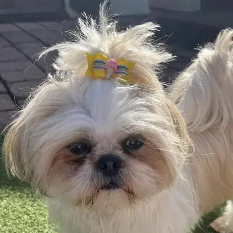 Shih Tzu