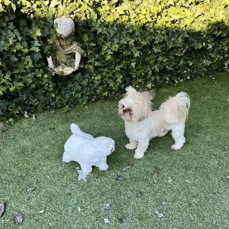 Shih Tzu