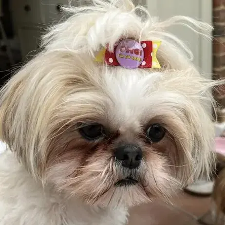 Shih Tzu