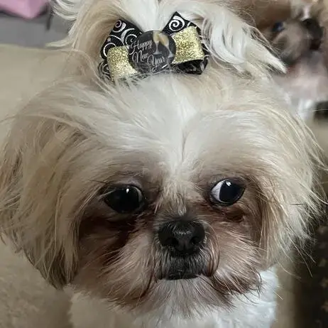 Shih Tzu