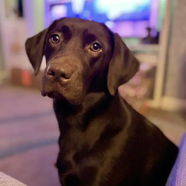 Purina bonnie puppy outlet