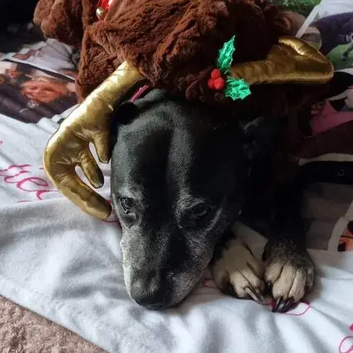 Staffordshire Bull Terrier