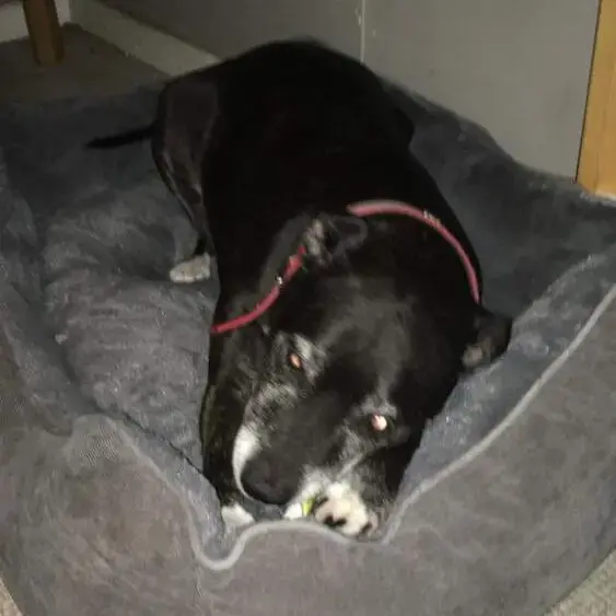 Staffordshire Bull Terrier