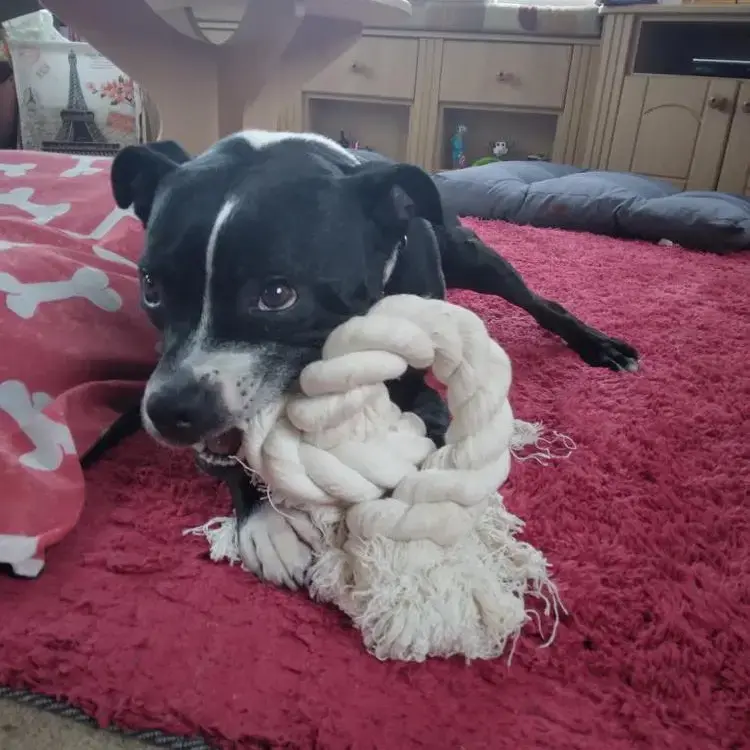 Staffordshire Bull Terrier