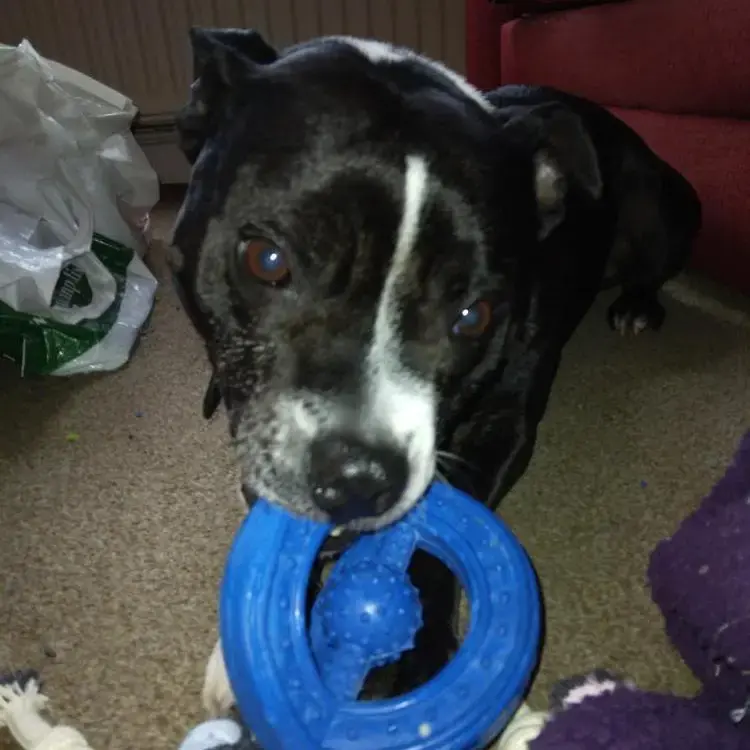 Staffordshire Bull Terrier