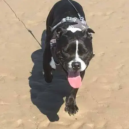 Staffordshire Bull Terrier
