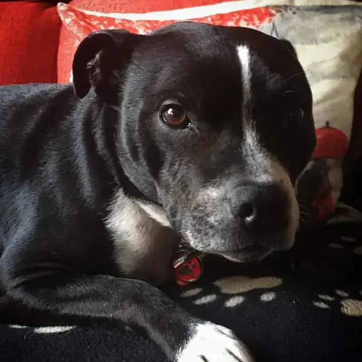 Staffordshire Bull Terrier
