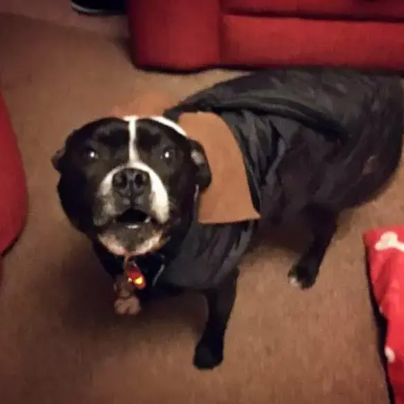 Staffordshire Bull Terrier