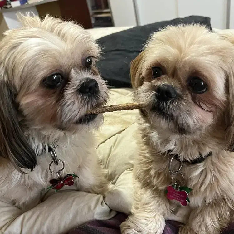 Shih Tzu