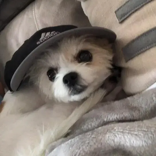 Maltese