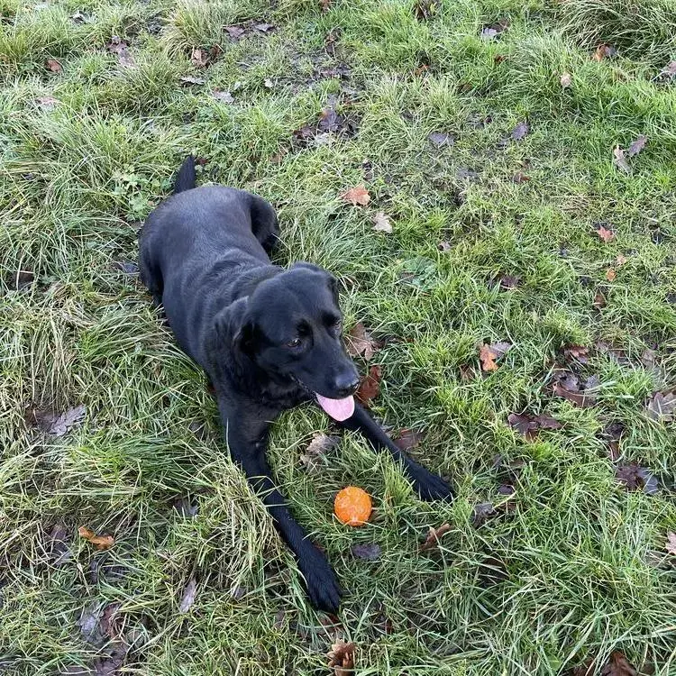 Labrador Retriever