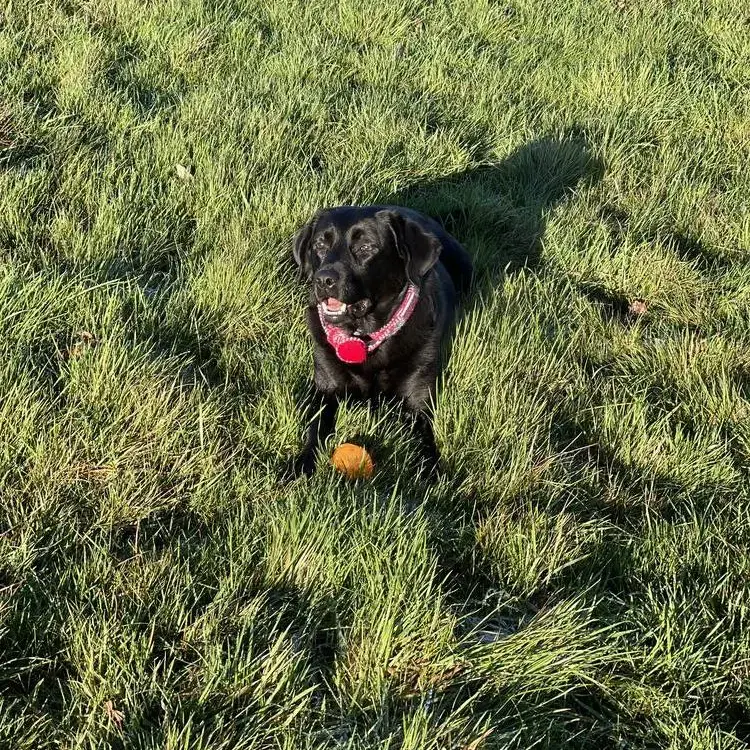 Labrador Retriever