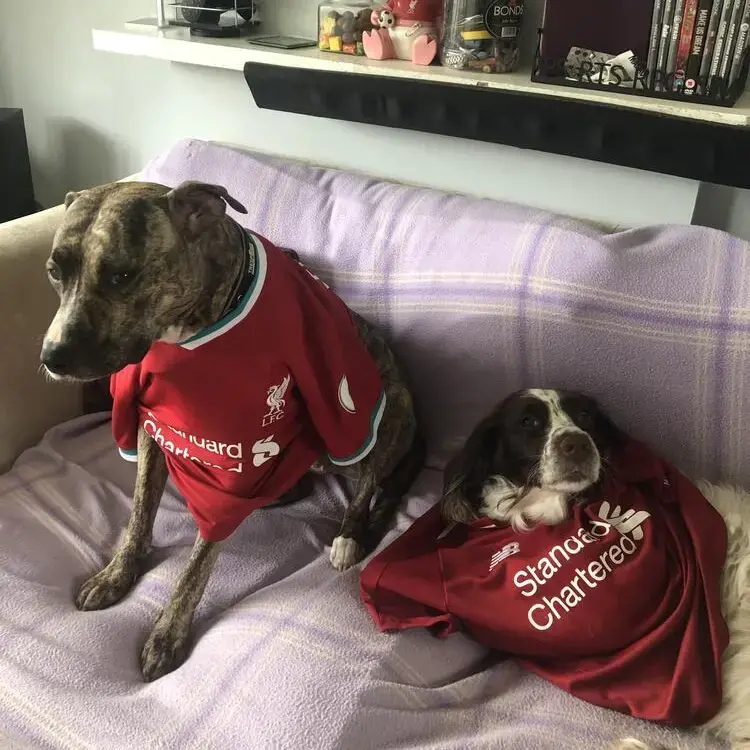 English Springer Spaniel