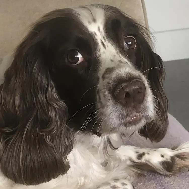 English Springer Spaniel