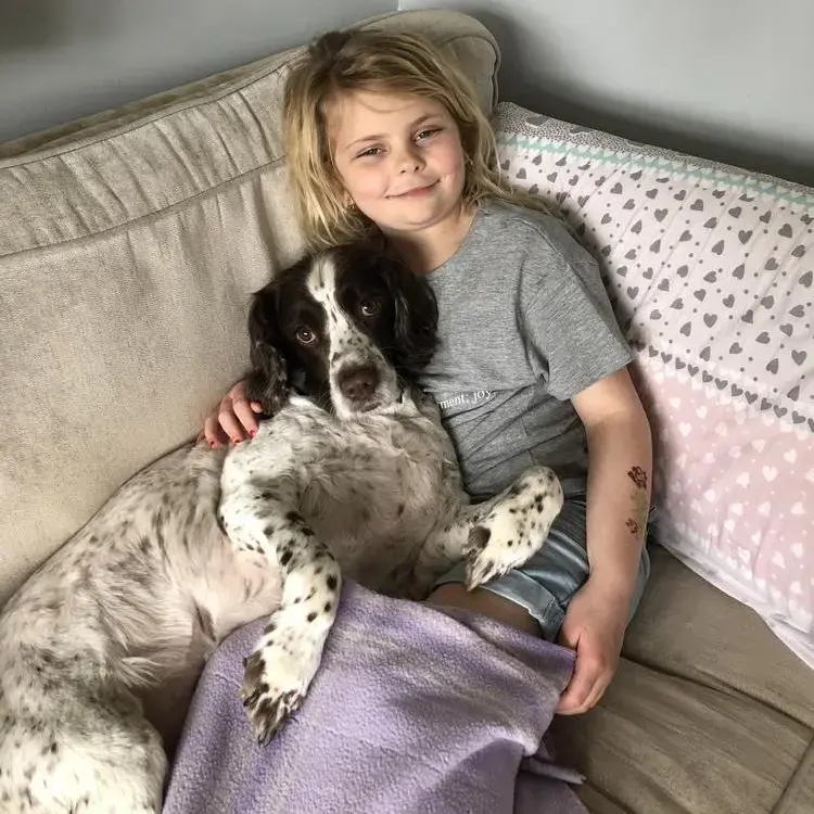 English Springer Spaniel