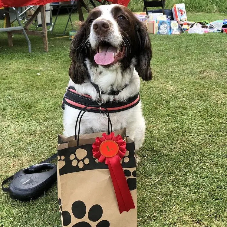 English Springer Spaniel