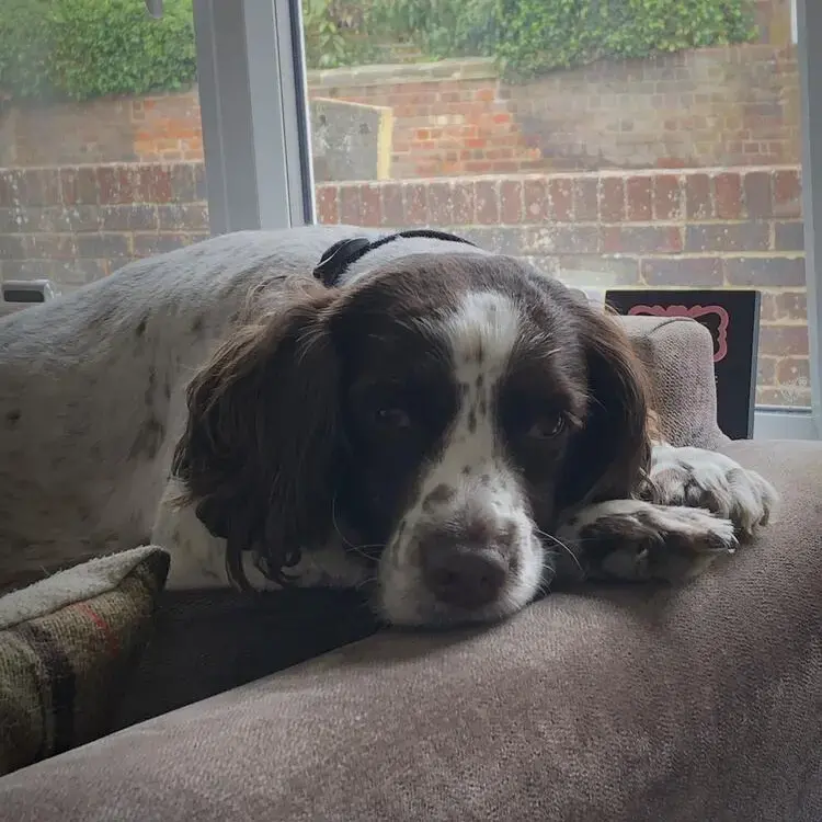 English Springer Spaniel