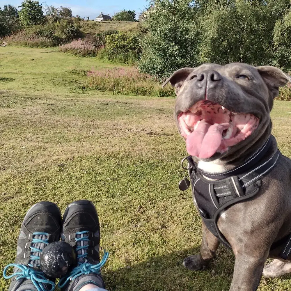 Staffordshire Bull Terrier