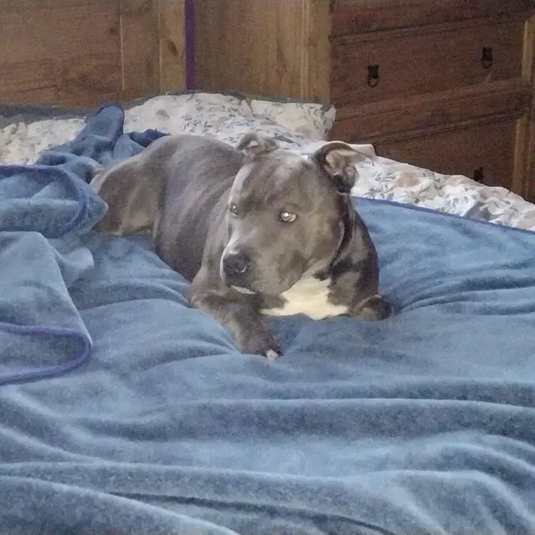 Staffordshire Bull Terrier