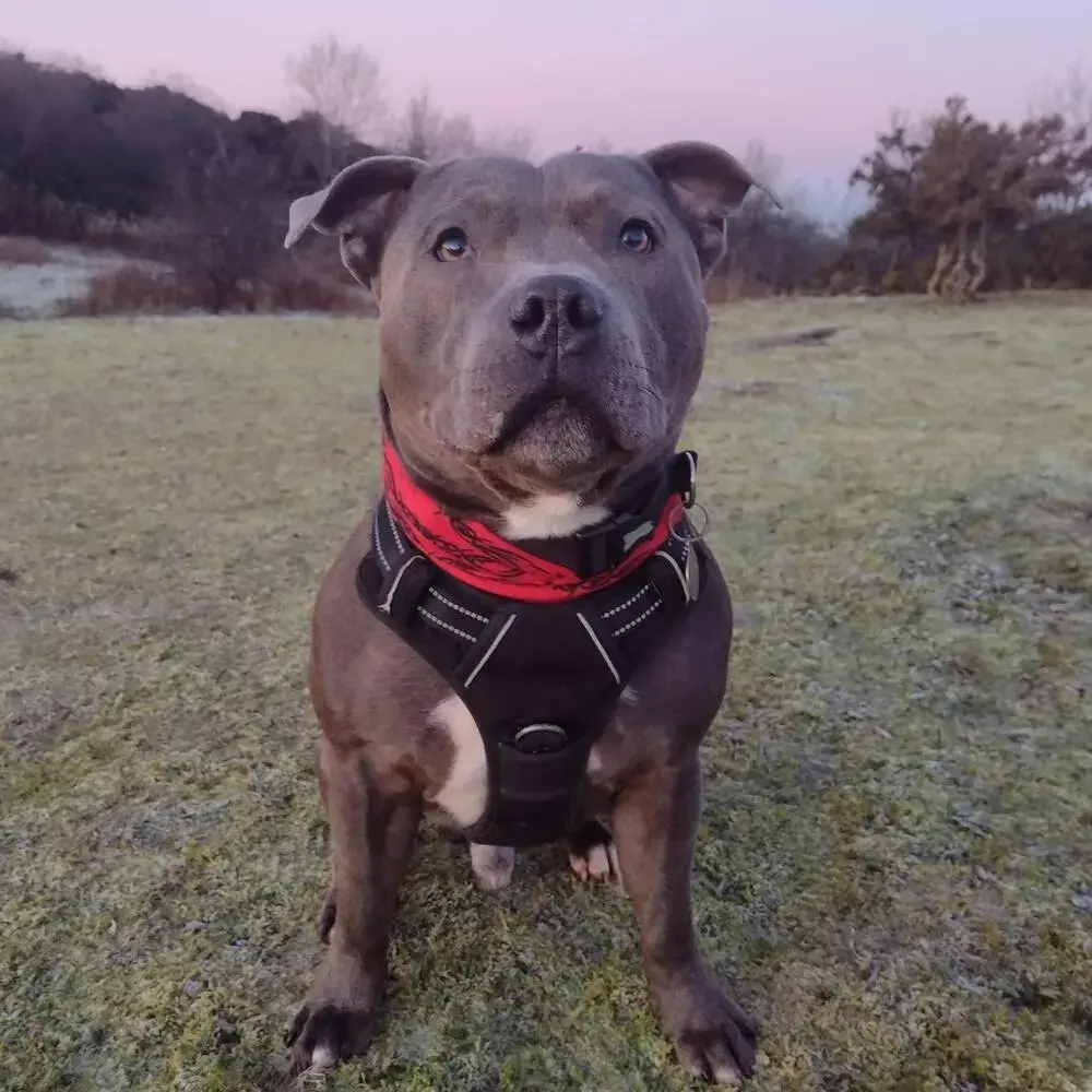 Staffordshire Bull Terrier