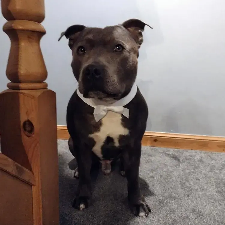 Staffordshire Bull Terrier
