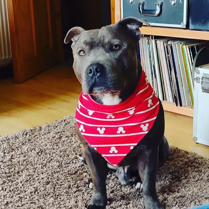 Staffordshire Bull Terrier