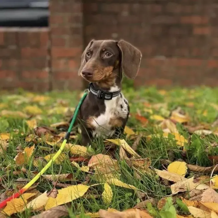 Dachshund (Miniature Smooth-Haired)