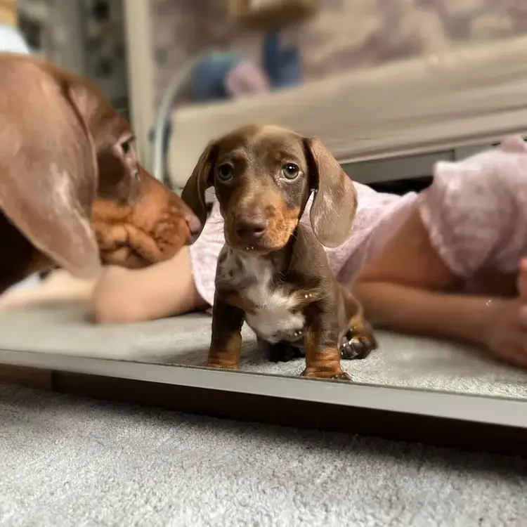 Dachshund (Miniature Smooth-Haired)