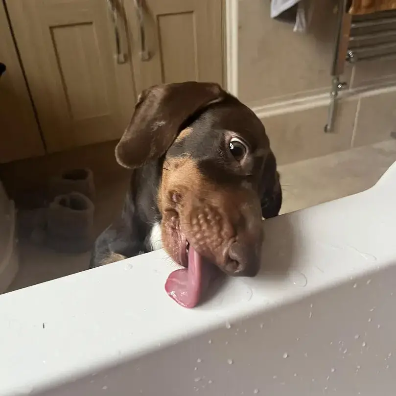 Dachshund (Miniature Smooth-Haired)