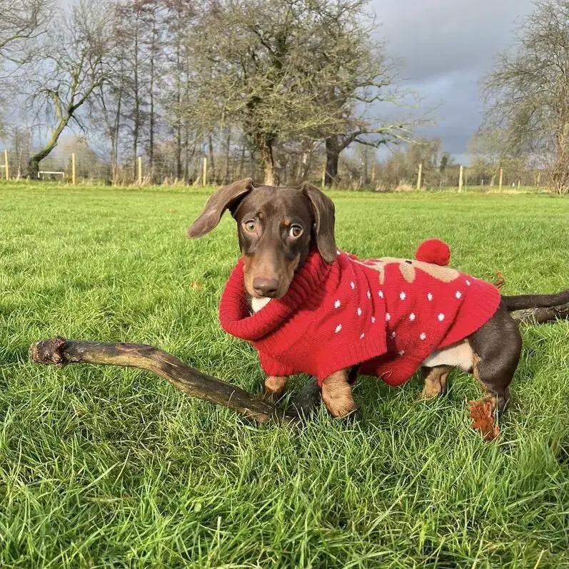 Dachshund (Miniature Smooth-Haired)