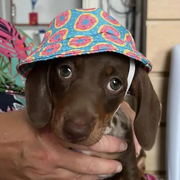 Dachshund (Miniature Smooth-Haired)