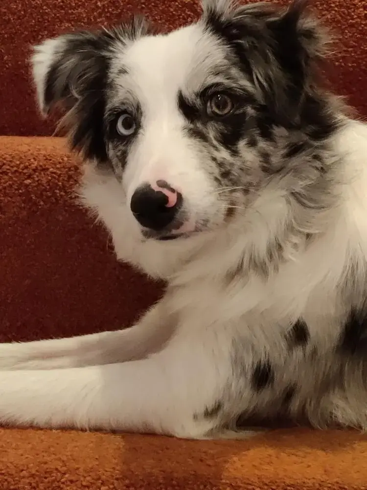 Border Collie