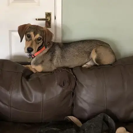 Pointer
