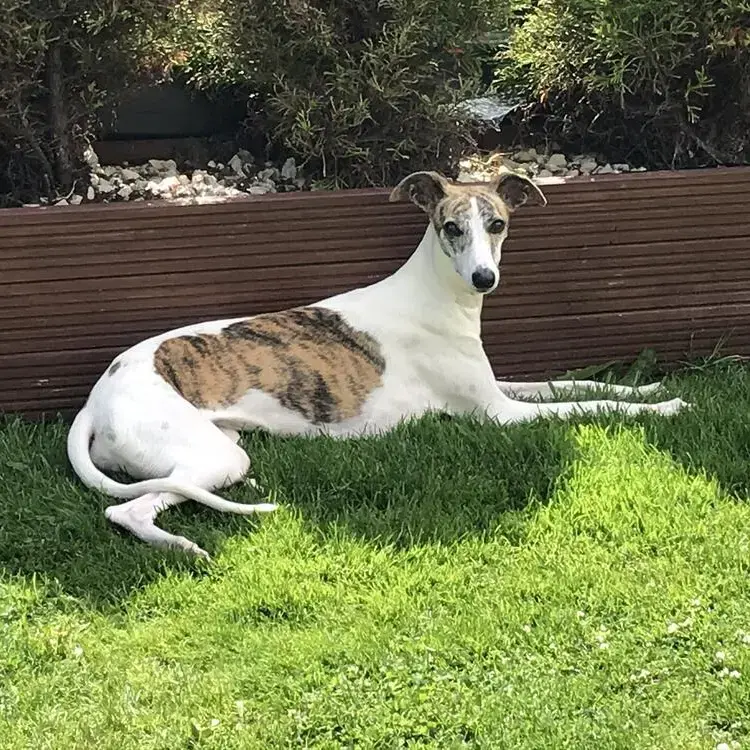 Whippet