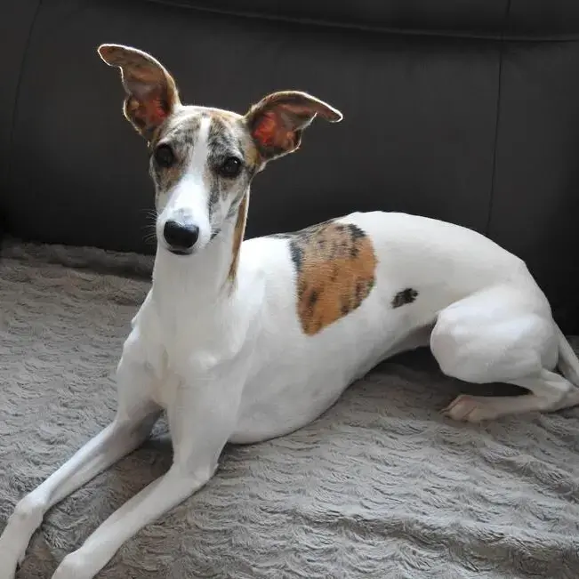 Whippet