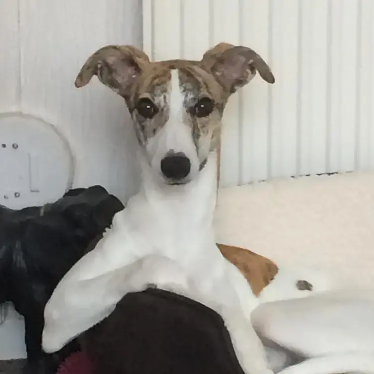 Whippet