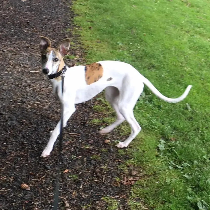 Whippet