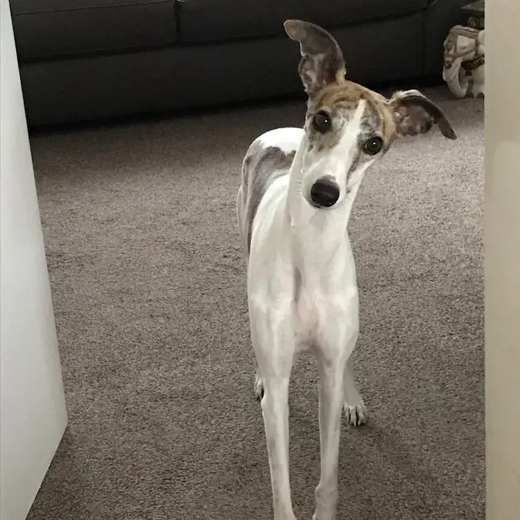 Whippet