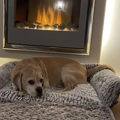 Beagle