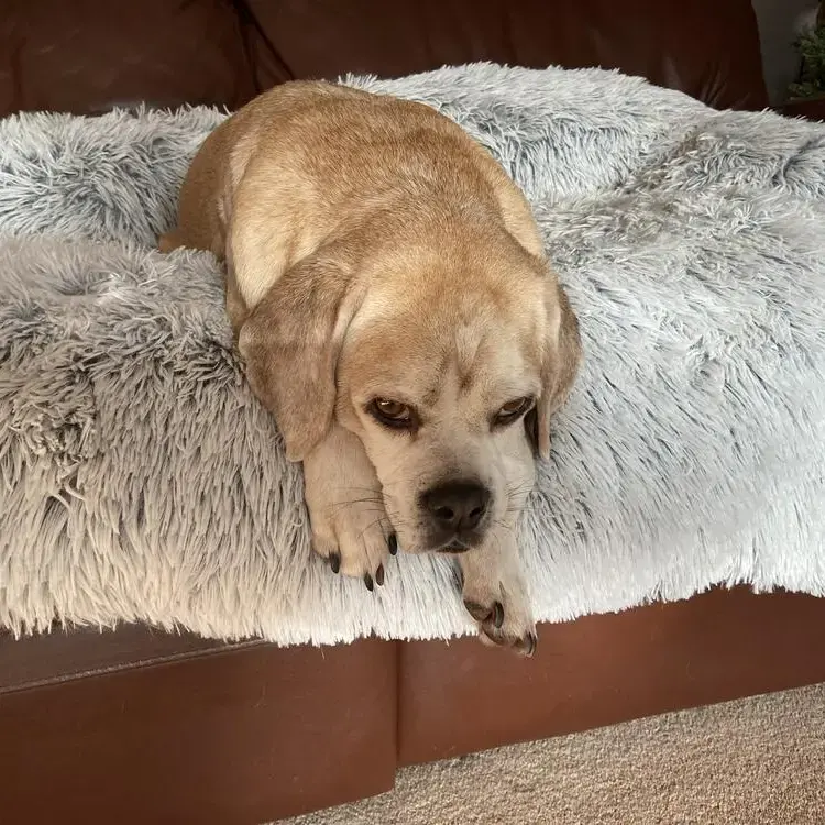 Beagle