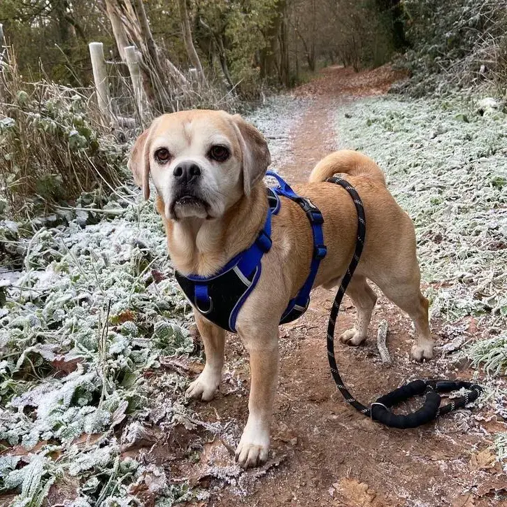 Beagle