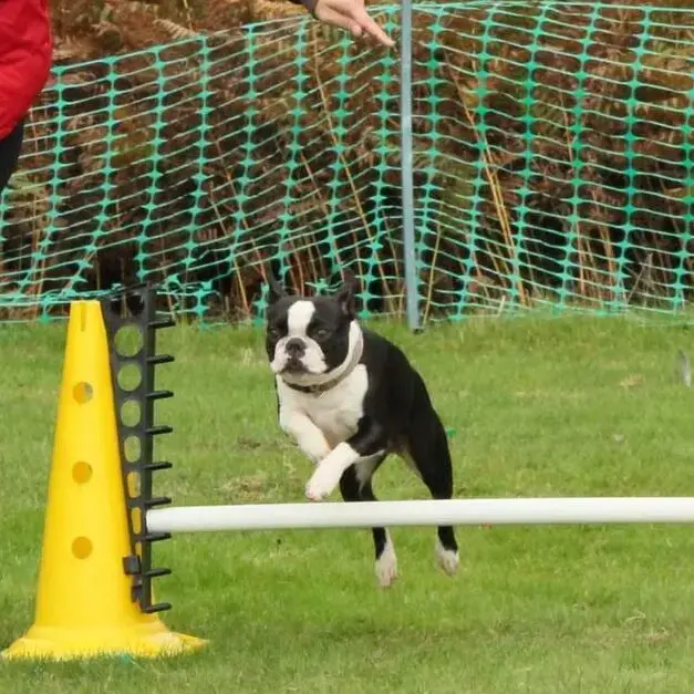 Boston Terrier