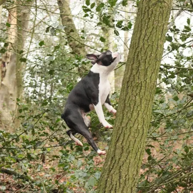 Boston Terrier