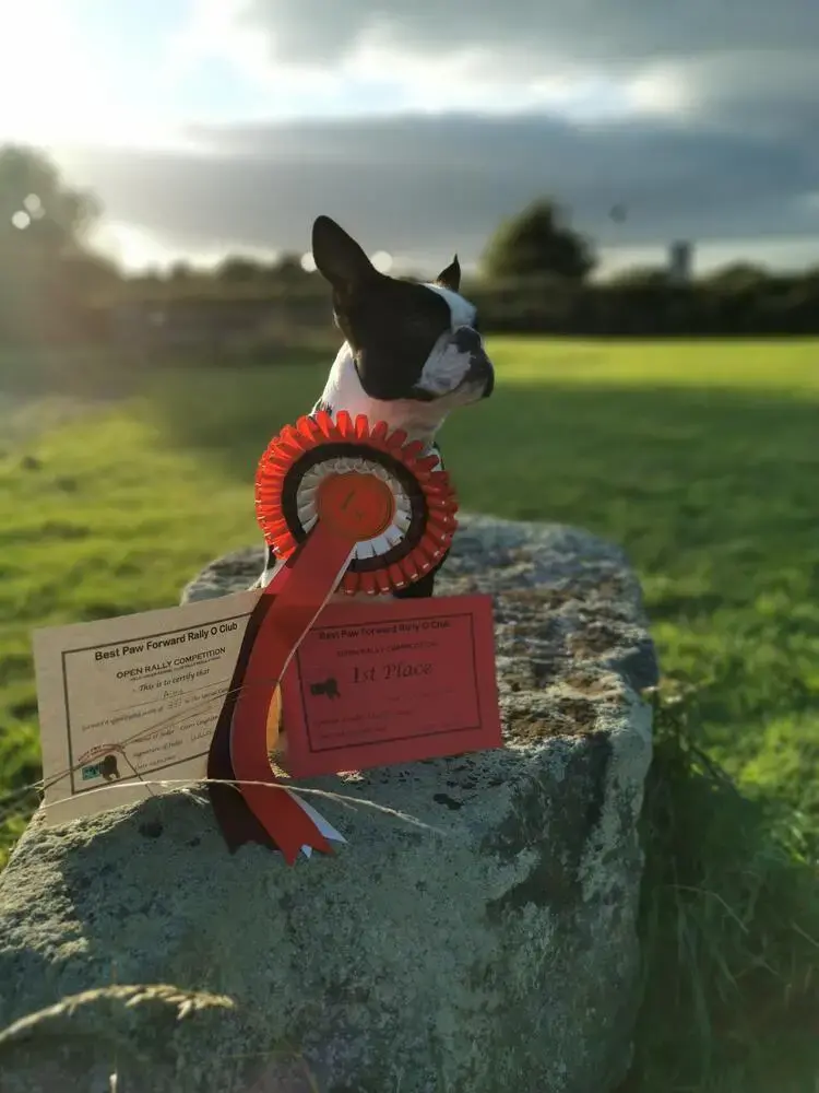 Boston Terrier