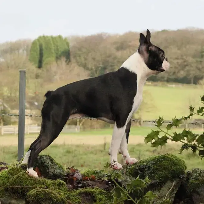 Boston Terrier