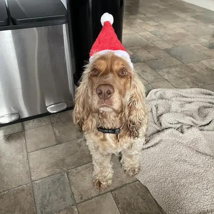 Cocker Spaniel (English)