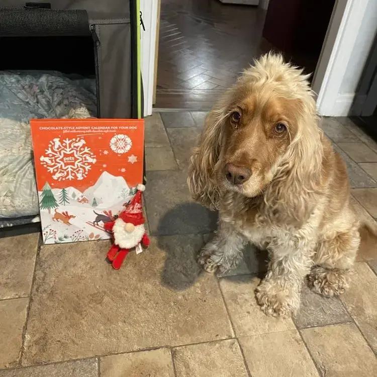 Cocker Spaniel (English)
